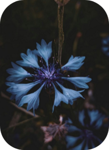 Kornblume symbolisch